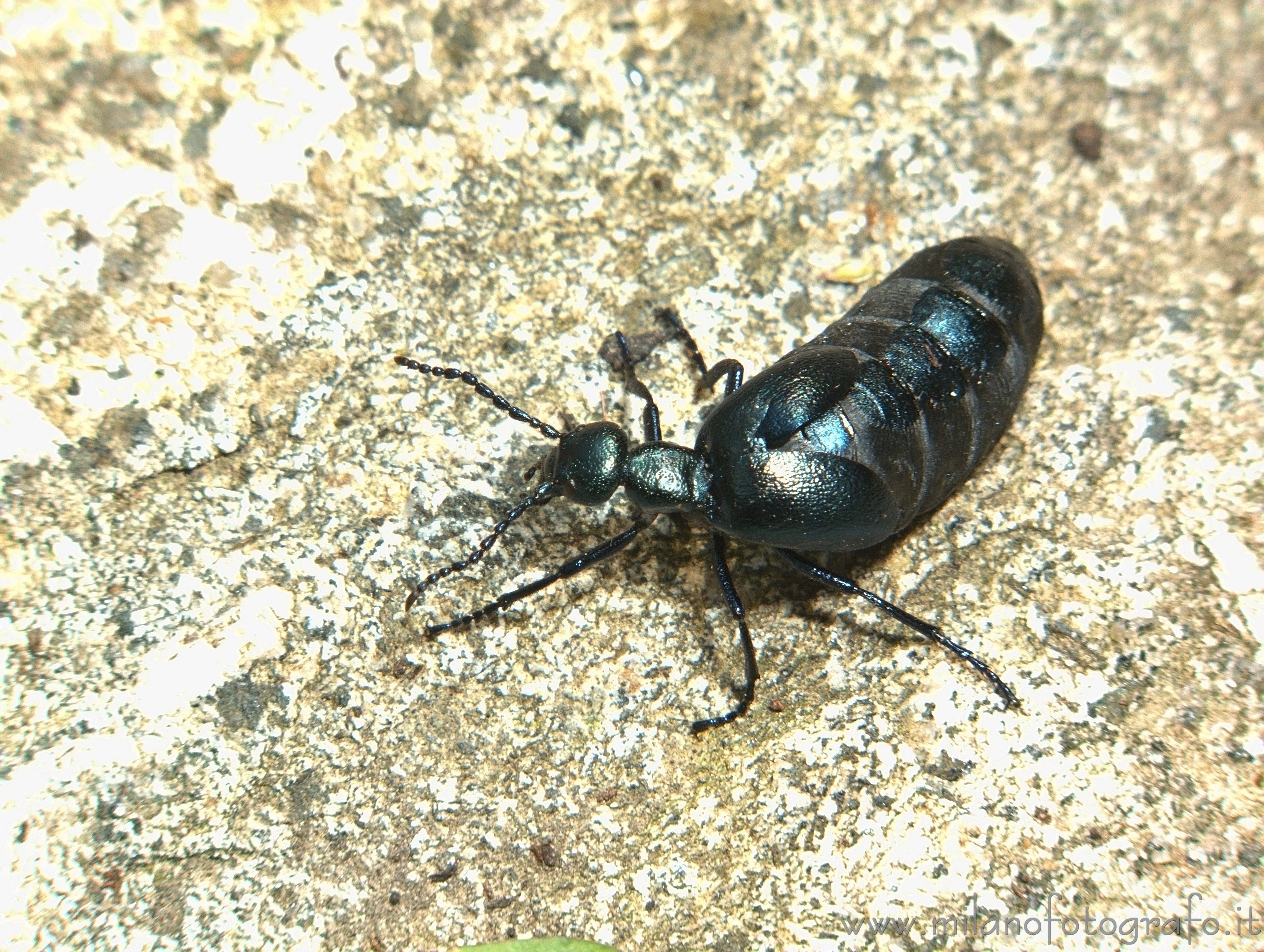 Valmosca frazione di Campiglia Cervo (Biella) - Meloe proscarabeus su un sasso